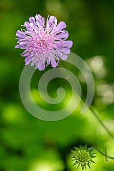 Macro photography of a wild flower - Knautia arvensis