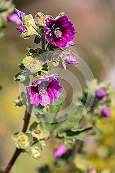 Macro photography of a wild flower - Malva arborea