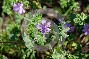 Macro photography of a wild flower Malva setigera photo