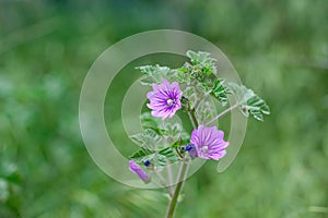 Macro photography of a wild flower Malva setigera photo