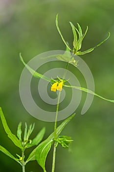 Macro photography of a wild flower - Melampyrum sylvaticum