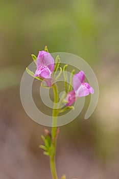 Macro photography of a wild flower - Misopates orontium