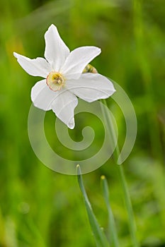 Macro photography of a wild flower - Narcissus poeticus