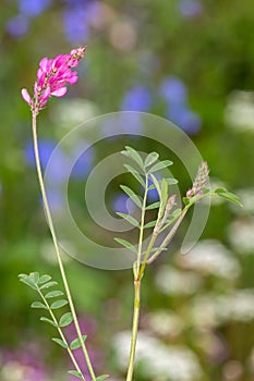 Macro photography of a wild flower - Onobrychis viciifolia
