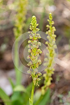 Macro photography of a wild flower - Orchis anthropophora