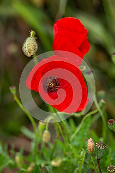 Macro photography of a wild flower - Papaver rhoeas photo