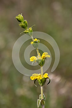 Macro photography of a wild flower - Phlomis lychnitis photo