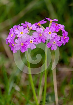 Macro photography of a wild flower - Primula farinosa