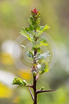 Macro photography of a wild flower - Ribes-uva-crispa