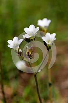 Macro photography of a wild flower - Saxifraga granulata