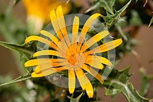 Macro photography of a wild flower - Scolymus hispanicus
