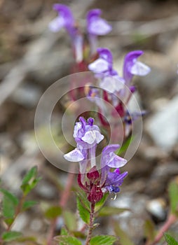 Macro photography of a wild flower - Scutellaria alpina photo