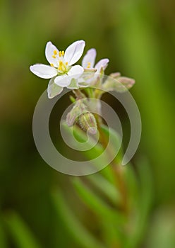 Macro photography of a wild flower - Spergularia media photo