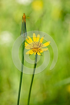 Macro photography of a wild flower - Tragopogon dubius