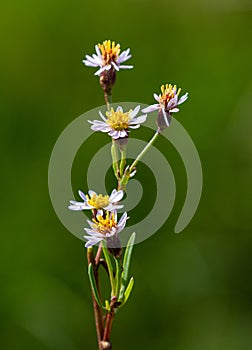 Macro photography of a wild flower - Tripolium pannonicum photo