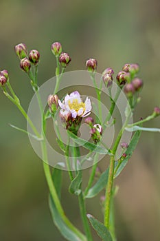 Macro photography of a wild flower - Tripolium pannonicum photo