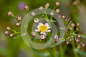 Macro photography of a wild flower - Tripolium pannonicum photo