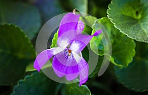 Macro photography of wild sweet violet flower or viola odorata