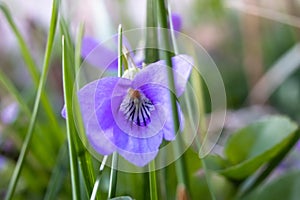 Macro photography of wild sweet violet flower or viola odorata