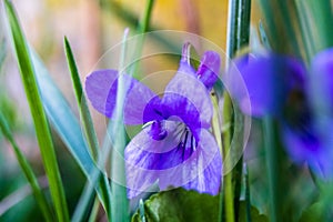Macro photography of wild sweet violet flower or viola odorata