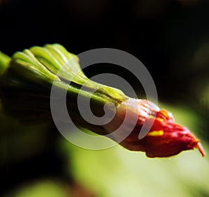 Macro photography of a wilted green bud with a red tail, preparing for the opening and release of seeds on umbrellas