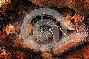 Macro photography  wolf spider in web