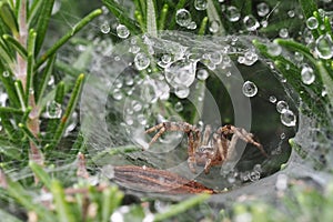 Macro photography  wolf spider in web with morning dew drops