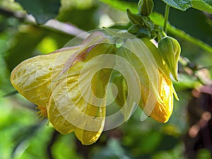 Macro photography of a yellow abutilon flower and a bud