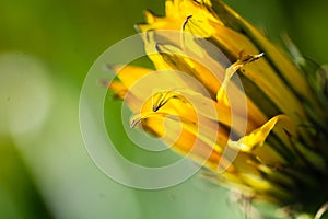 Macro photography of yellow photo