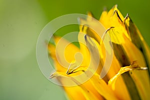 Macro photography of yellow photo