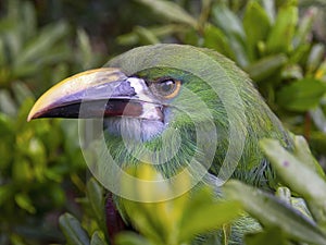 Macro photography of a young white-throated toucanet