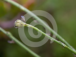 Macro photograpy of an aphid in the tip of a dandelion bud photo