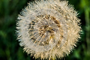 Macro photograpy of a dandelion photo