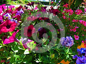 Macro photos with bright beautiful flowers of Petunia for landscaping