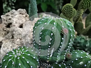 Macro photos of the cactus plant are dicotyledons in the family Cactaceae