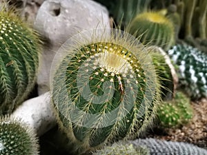 Macro photos of the cactus plant are dicotyledons in the family Cactaceae