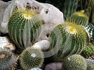 Macro photos of the cactus plant are dicotyledons in the family Cactaceae