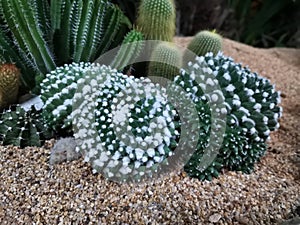 Macro photos of the cactus plant are dicotyledons in the family Cactaceae