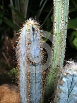 Macro photos of the cactus plant are dicotyledons in the family Cactaceae