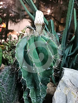 Macro photos of the cactus plant are dicotyledons in the family Cactaceae.