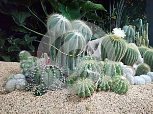 Macro photos of the cactus plant are dicotyledons in the family Cactaceae.