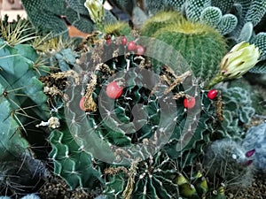 Macro photos of the cactus plant are dicotyledons in the family Cactaceae.