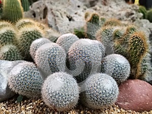 Macro photos of the cactus plant are dicotyledons in the family Cactaceae.