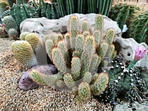 Macro photos of the cactus plant are dicotyledons in the family Cactaceae.