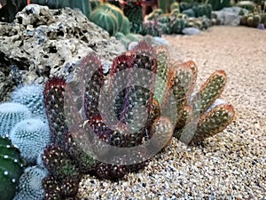 Macro photos of the cactus plant are dicotyledons in the family Cactaceae.