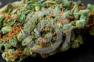 Macro photos of marijuana harvest cones with leaves covered with trichomes. The cannabis plant clse view.