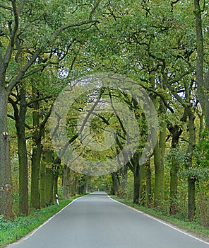 Macro photos with ornamental trees in the landscape background, the prospect highway