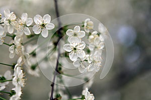 Macro photoshoots of flower