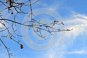 Macro photoshoots of flower tree