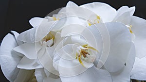 Macro picture of beautiful large petals of a white Orchid flower. Delicate flowers in a wedding bouquet. Black background